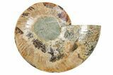 Cut & Polished Ammonite Fossil (Half) - Madagascar #296406-1